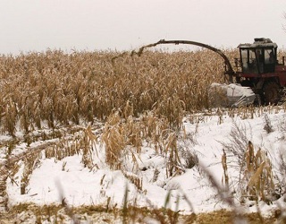На Полтавщині незібраними залишаються 50-70 тис. га кукурудзи